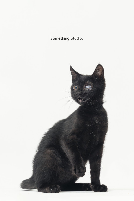 SOMETHINGSTUDIO,三牲工作室,三牲,中途攝影,寵物寫真,寵物攝影,寵物肖像,毛孩,毛孩寫真,汪星人,喵星人,兔星人,狗,米克斯,領養不棄養,領養代替購買