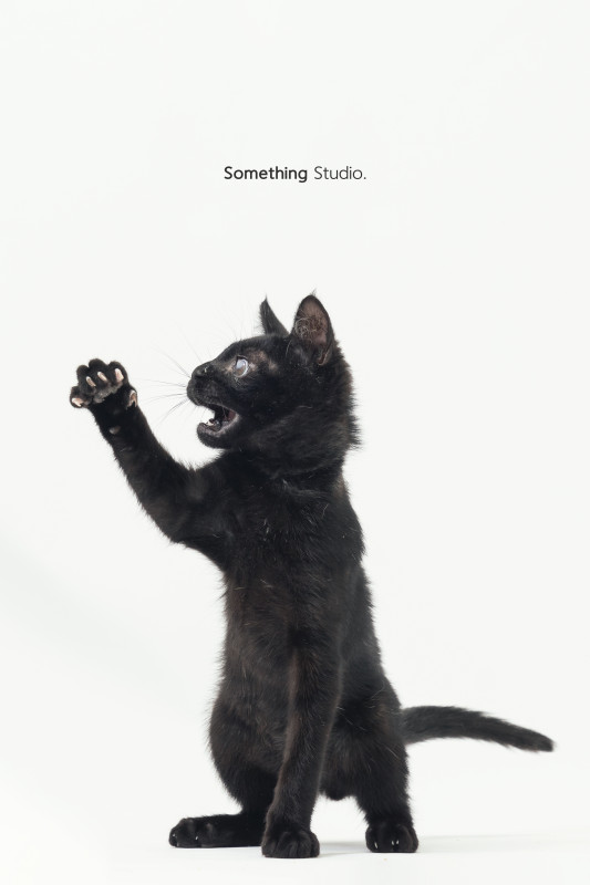 SOMETHINGSTUDIO,三牲工作室,三牲,中途攝影,寵物寫真,寵物攝影,寵物肖像,毛孩,毛孩寫真,汪星人,喵星人,兔星人,狗,米克斯,領養不棄養,領養代替購買