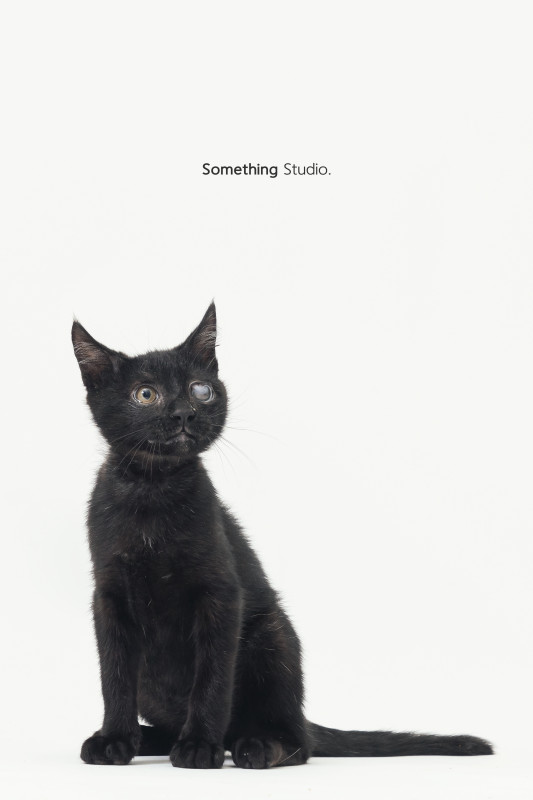 SOMETHINGSTUDIO,三牲工作室,三牲,中途攝影,寵物寫真,寵物攝影,寵物肖像,毛孩,毛孩寫真,汪星人,喵星人,兔星人,狗,米克斯,領養不棄養,領養代替購買