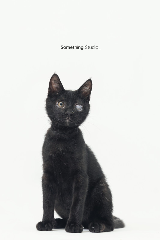 SOMETHINGSTUDIO,三牲工作室,三牲,中途攝影,寵物寫真,寵物攝影,寵物肖像,毛孩,毛孩寫真,汪星人,喵星人,兔星人,狗,米克斯,領養不棄養,領養代替購買