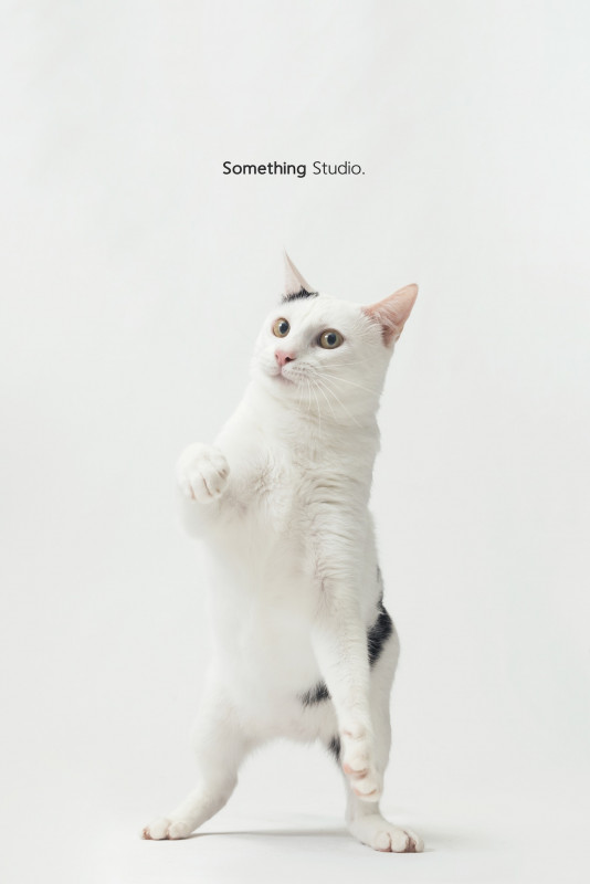 SOMETHINGSTUDIO,三牲工作室,三牲,中途攝影,寵物寫真,寵物攝影,寵物肖像,毛孩,毛孩寫真,汪星人,喵星人,兔星人,狗,米克斯,領養不棄養,領養代替購買