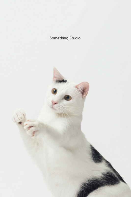 SOMETHINGSTUDIO,三牲工作室,三牲,中途攝影,寵物寫真,寵物攝影,寵物肖像,毛孩,毛孩寫真,汪星人,喵星人,兔星人,狗,米克斯,領養不棄養,領養代替購買