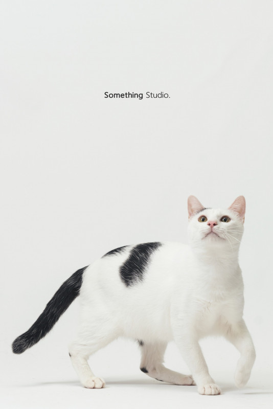 SOMETHINGSTUDIO,三牲工作室,三牲,中途攝影,寵物寫真,寵物攝影,寵物肖像,毛孩,毛孩寫真,汪星人,喵星人,兔星人,狗,米克斯,領養不棄養,領養代替購買
