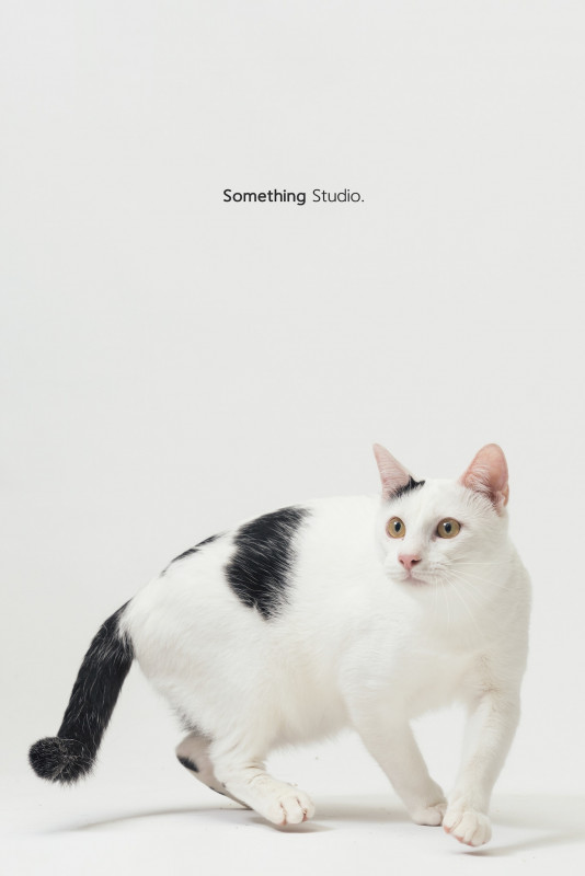 SOMETHINGSTUDIO,三牲工作室,三牲,中途攝影,寵物寫真,寵物攝影,寵物肖像,毛孩,毛孩寫真,汪星人,喵星人,兔星人,狗,米克斯,領養不棄養,領養代替購買