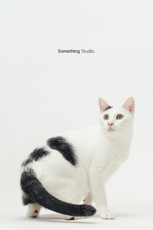 SOMETHINGSTUDIO,三牲工作室,三牲,中途攝影,寵物寫真,寵物攝影,寵物肖像,毛孩,毛孩寫真,汪星人,喵星人,兔星人,狗,米克斯,領養不棄養,領養代替購買