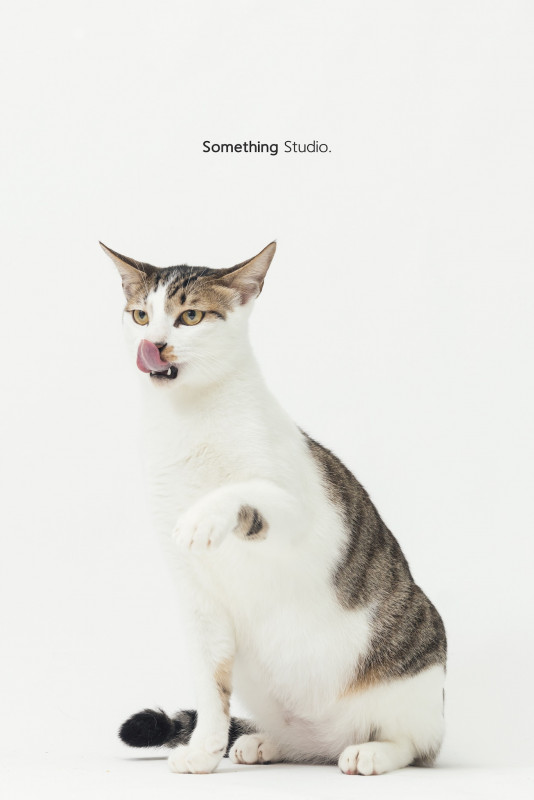 SOMETHINGSTUDIO,三牲工作室,三牲,中途攝影,寵物寫真,寵物攝影,寵物肖像,毛孩,毛孩寫真,汪星人,喵星人,兔星人,狗,米克斯,領養不棄養,領養代替購買