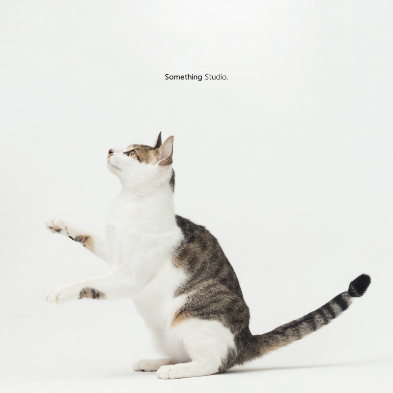 SOMETHINGSTUDIO,三牲工作室,三牲,中途攝影,寵物寫真,寵物攝影,寵物肖像,毛孩,毛孩寫真,汪星人,喵星人,兔星人,狗,米克斯,領養不棄養,領養代替購買