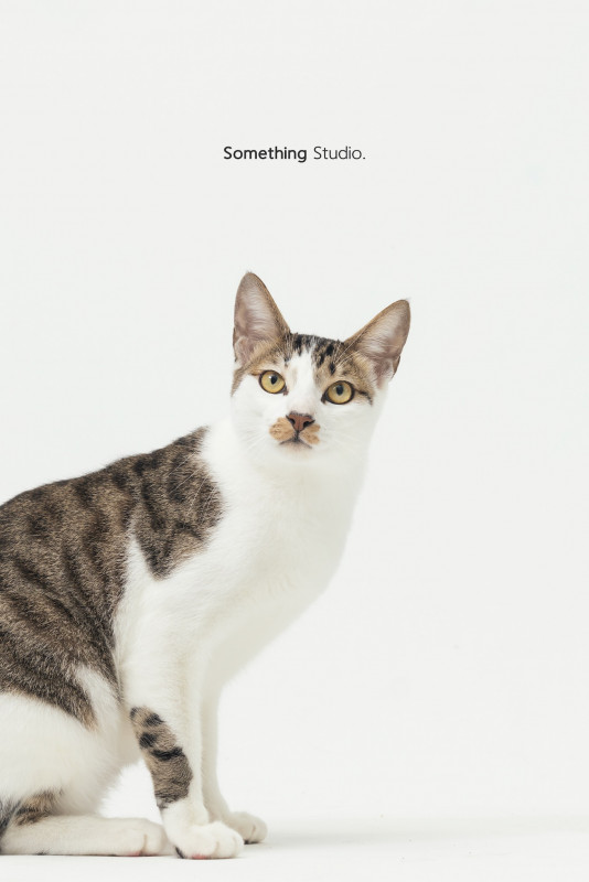 SOMETHINGSTUDIO,三牲工作室,三牲,中途攝影,寵物寫真,寵物攝影,寵物肖像,毛孩,毛孩寫真,汪星人,喵星人,兔星人,狗,米克斯,領養不棄養,領養代替購買
