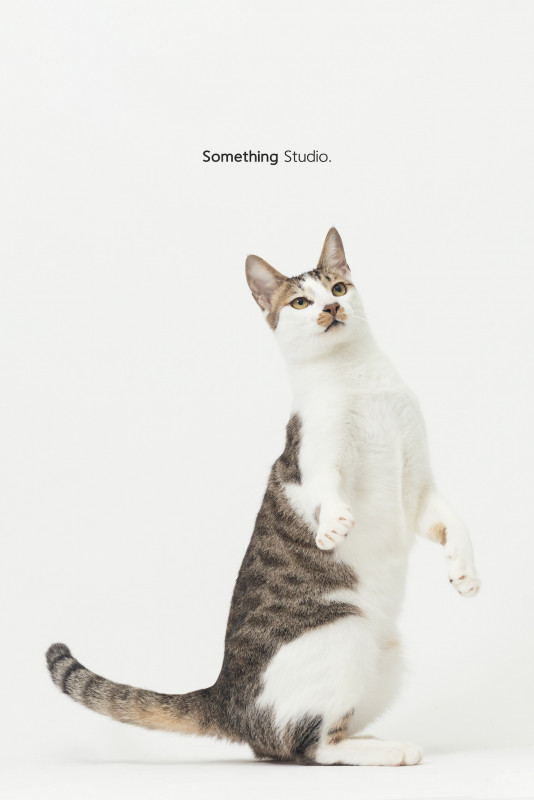 SOMETHINGSTUDIO,三牲工作室,三牲,中途攝影,寵物寫真,寵物攝影,寵物肖像,毛孩,毛孩寫真,汪星人,喵星人,兔星人,狗,米克斯,領養不棄養,領養代替購買