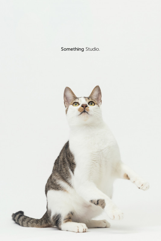 SOMETHINGSTUDIO,三牲工作室,三牲,中途攝影,寵物寫真,寵物攝影,寵物肖像,毛孩,毛孩寫真,汪星人,喵星人,兔星人,狗,米克斯,領養不棄養,領養代替購買
