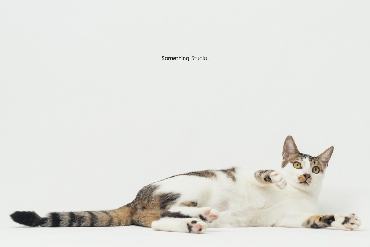 SOMETHINGSTUDIO,三牲工作室,三牲,中途攝影,寵物寫真,寵物攝影,寵物肖像,毛孩,毛孩寫真,汪星人,喵星人,兔星人,狗,米克斯,領養不棄養,領養代替購買