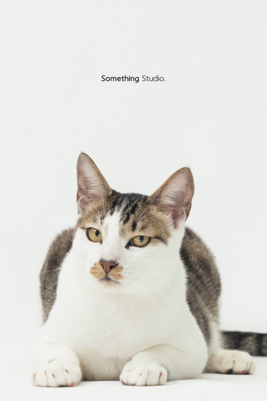 SOMETHINGSTUDIO,三牲工作室,三牲,中途攝影,寵物寫真,寵物攝影,寵物肖像,毛孩,毛孩寫真,汪星人,喵星人,兔星人,狗,米克斯,領養不棄養,領養代替購買