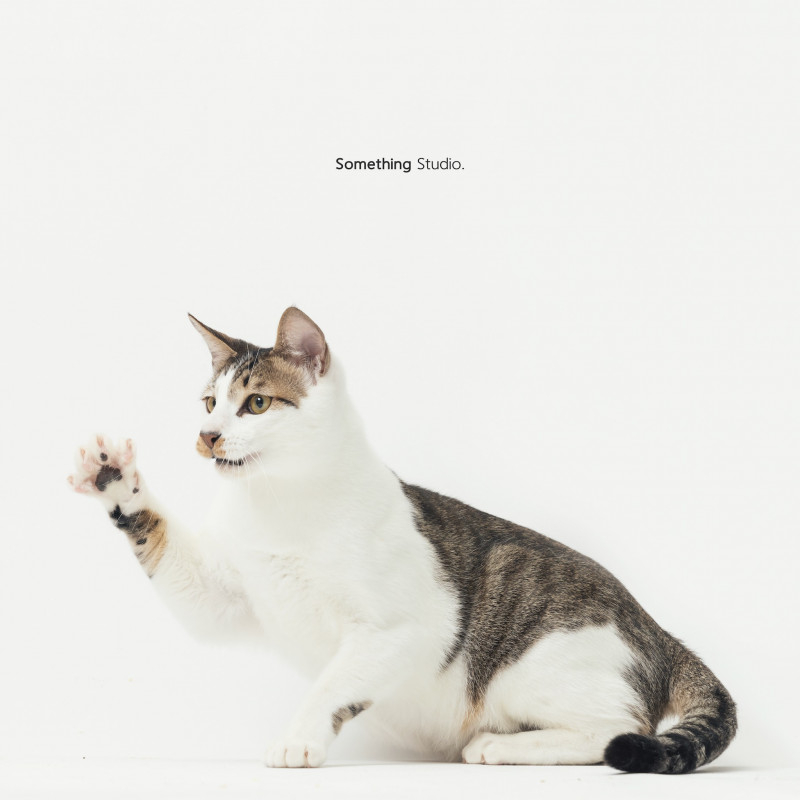 SOMETHINGSTUDIO,三牲工作室,三牲,中途攝影,寵物寫真,寵物攝影,寵物肖像,毛孩,毛孩寫真,汪星人,喵星人,兔星人,狗,米克斯,領養不棄養,領養代替購買