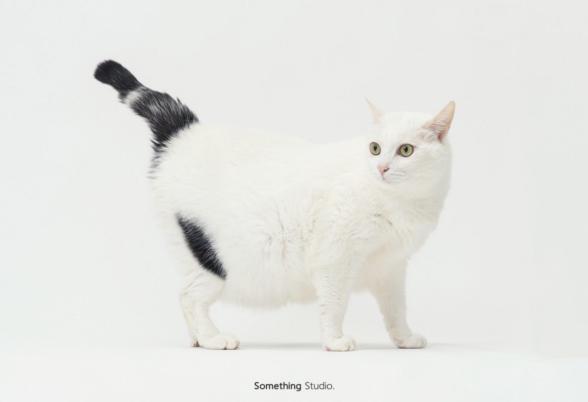SOMETHINGSTUDIO,三牲工作室,三牲,中途攝影,寵物寫真,寵物攝影,寵物肖像,毛孩,毛孩寫真,汪星人,喵星人,兔星人,狗,米克斯,領養不棄養,領養代替購買