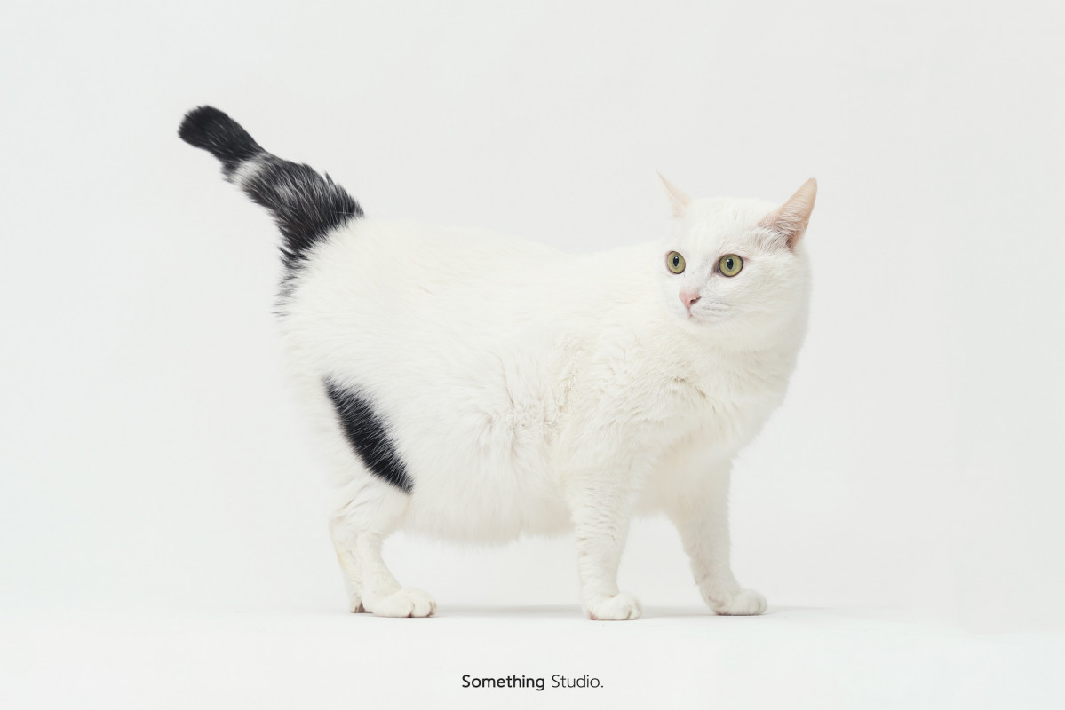 SOMETHINGSTUDIO,三牲工作室,三牲,中途攝影,寵物寫真,寵物攝影,寵物肖像,毛孩,毛孩寫真,汪星人,喵星人,兔星人,狗,米克斯,領養不棄養,領養代替購買