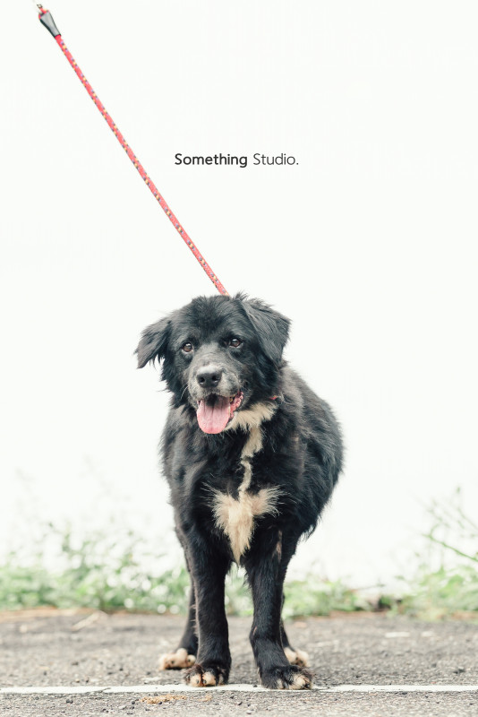 SOMETHINGSTUDIO,三牲工作室,三牲,中途攝影,寵物寫真,寵物攝影,寵物肖像,毛孩,毛孩寫真,汪星人,喵星人,兔星人,狗,米克斯,領養不棄養,領養代替購買