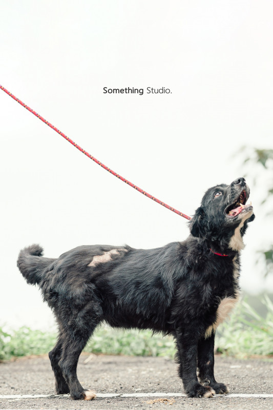SOMETHINGSTUDIO,三牲工作室,三牲,中途攝影,寵物寫真,寵物攝影,寵物肖像,毛孩,毛孩寫真,汪星人,喵星人,兔星人,狗,米克斯,領養不棄養,領養代替購買