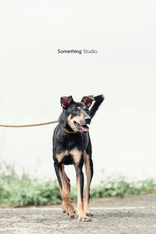 SOMETHINGSTUDIO,三牲工作室,三牲,中途攝影,寵物寫真,寵物攝影,寵物肖像,毛孩,毛孩寫真,汪星人,喵星人,兔星人,狗,米克斯,領養不棄養,領養代替購買