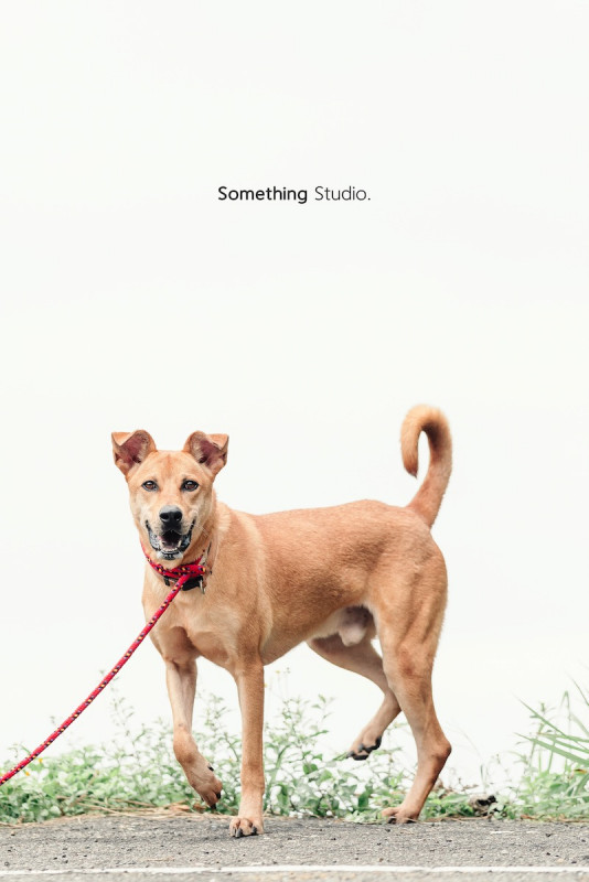 SOMETHINGSTUDIO,三牲工作室,三牲,中途攝影,寵物寫真,寵物攝影,寵物肖像,毛孩,毛孩寫真,汪星人,喵星人,兔星人,狗,米克斯,領養不棄養,領養代替購買