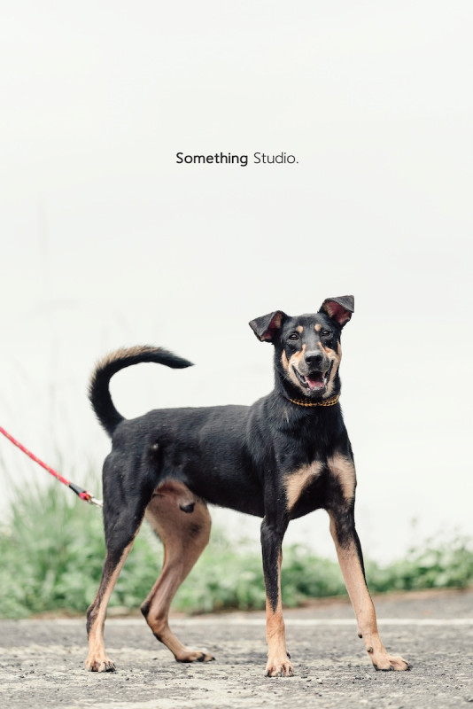 SOMETHINGSTUDIO,三牲工作室,三牲,中途攝影,寵物寫真,寵物攝影,寵物肖像,毛孩,毛孩寫真,汪星人,喵星人,兔星人,狗,米克斯,領養不棄養,領養代替購買