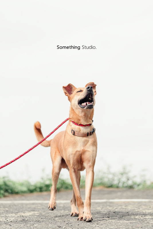 SOMETHINGSTUDIO,三牲工作室,三牲,中途攝影,寵物寫真,寵物攝影,寵物肖像,毛孩,毛孩寫真,汪星人,喵星人,兔星人,狗,米克斯,領養不棄養,領養代替購買