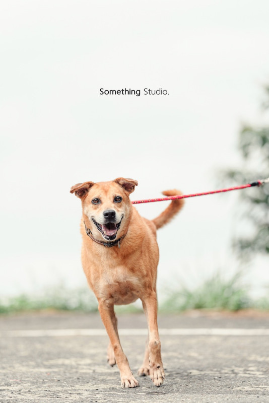 SOMETHINGSTUDIO,三牲工作室,三牲,中途攝影,寵物寫真,寵物攝影,寵物肖像,毛孩,毛孩寫真,汪星人,喵星人,兔星人,狗,米克斯,領養不棄養,領養代替購買