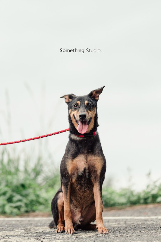 SOMETHINGSTUDIO,三牲工作室,三牲,中途攝影,寵物寫真,寵物攝影,寵物肖像,毛孩,毛孩寫真,汪星人,喵星人,兔星人,狗,米克斯,領養不棄養,領養代替購買