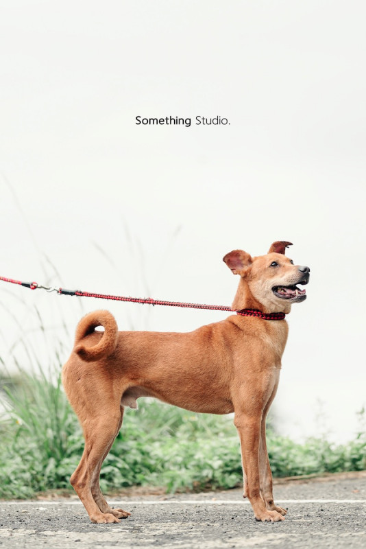 SOMETHINGSTUDIO,三牲工作室,三牲,中途攝影,寵物寫真,寵物攝影,寵物肖像,毛孩,毛孩寫真,汪星人,喵星人,兔星人,狗,米克斯,領養不棄養,領養代替購買