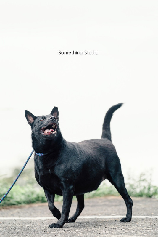SOMETHINGSTUDIO,三牲工作室,三牲,中途攝影,寵物寫真,寵物攝影,寵物肖像,毛孩,毛孩寫真,汪星人,喵星人,兔星人,狗,米克斯,領養不棄養,領養代替購買