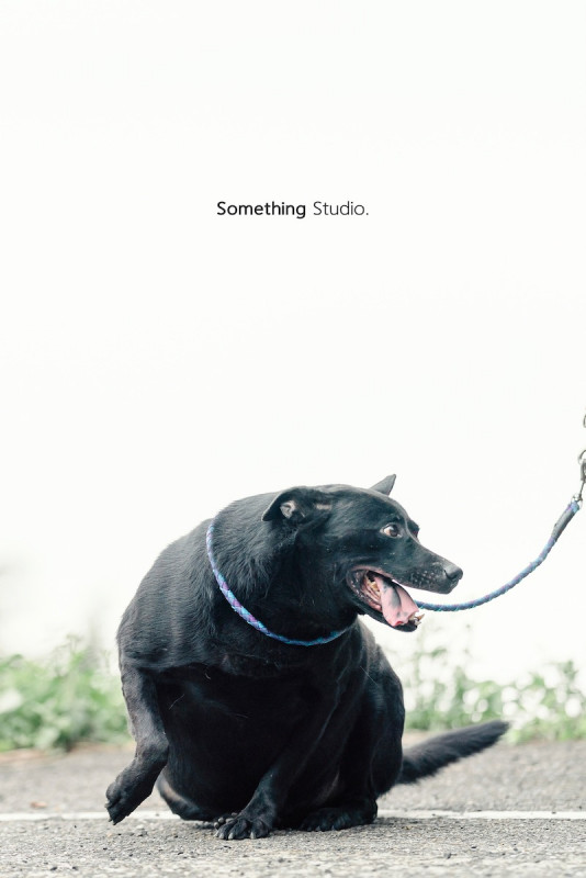 SOMETHINGSTUDIO,三牲工作室,三牲,中途攝影,寵物寫真,寵物攝影,寵物肖像,毛孩,毛孩寫真,汪星人,喵星人,兔星人,狗,米克斯,領養不棄養,領養代替購買