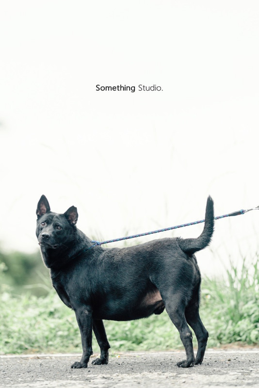 SOMETHINGSTUDIO,三牲工作室,三牲,中途攝影,寵物寫真,寵物攝影,寵物肖像,毛孩,毛孩寫真,汪星人,喵星人,兔星人,狗,米克斯,領養不棄養,領養代替購買
