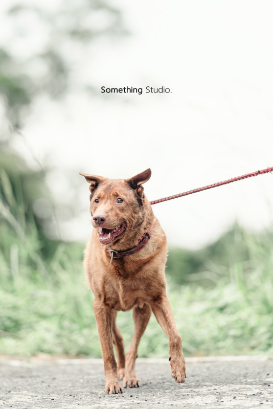 SOMETHINGSTUDIO,三牲工作室,三牲,中途攝影,寵物寫真,寵物攝影,寵物肖像,毛孩,毛孩寫真,汪星人,喵星人,兔星人,狗,米克斯,領養不棄養,領養代替購買