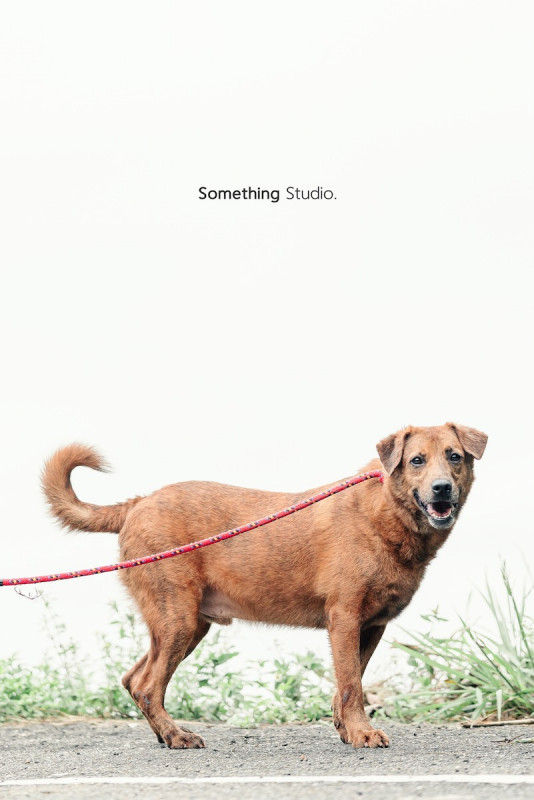 SOMETHINGSTUDIO,三牲工作室,三牲,中途攝影,寵物寫真,寵物攝影,寵物肖像,毛孩,毛孩寫真,汪星人,喵星人,兔星人,狗,米克斯,領養不棄養,領養代替購買
