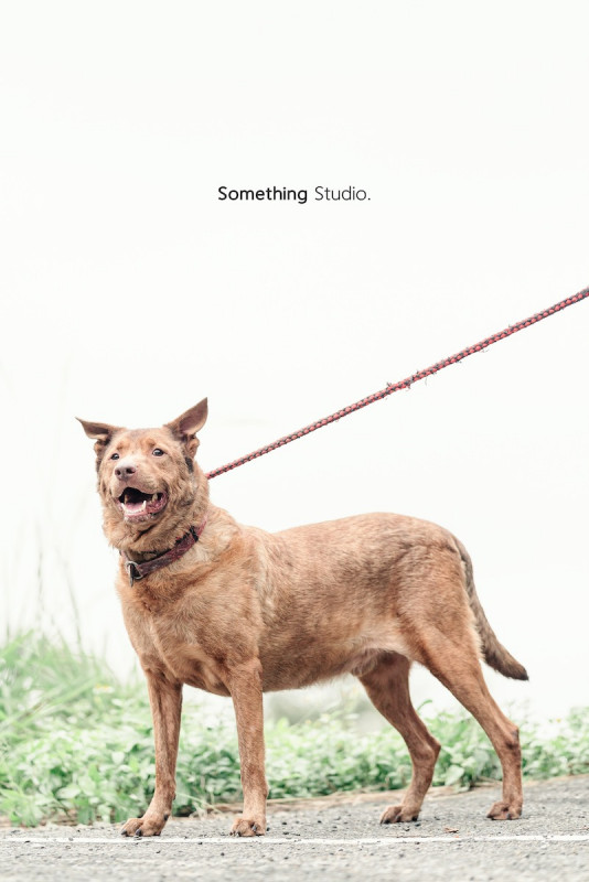SOMETHINGSTUDIO,三牲工作室,三牲,中途攝影,寵物寫真,寵物攝影,寵物肖像,毛孩,毛孩寫真,汪星人,喵星人,兔星人,狗,米克斯,領養不棄養,領養代替購買