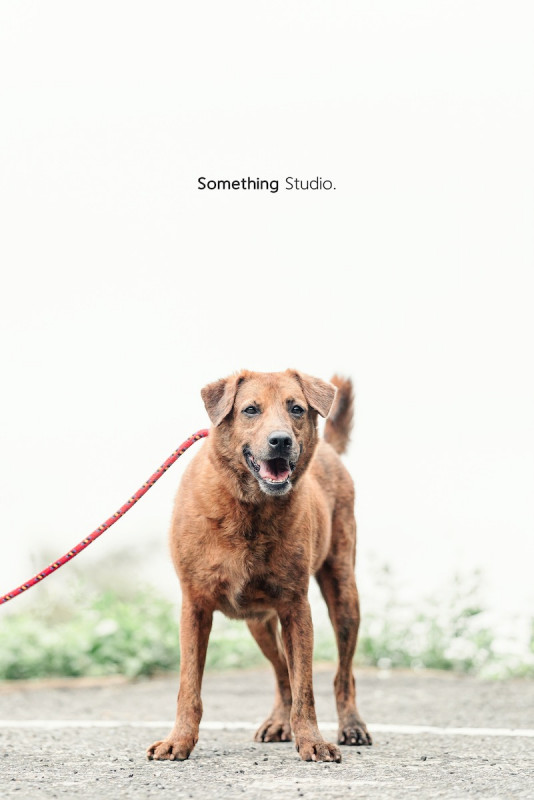 SOMETHINGSTUDIO,三牲工作室,三牲,中途攝影,寵物寫真,寵物攝影,寵物肖像,毛孩,毛孩寫真,汪星人,喵星人,兔星人,狗,米克斯,領養不棄養,領養代替購買