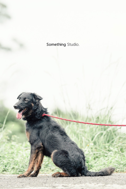 SOMETHINGSTUDIO,三牲工作室,三牲,中途攝影,寵物寫真,寵物攝影,寵物肖像,毛孩,毛孩寫真,汪星人,喵星人,兔星人,狗,米克斯,領養不棄養,領養代替購買