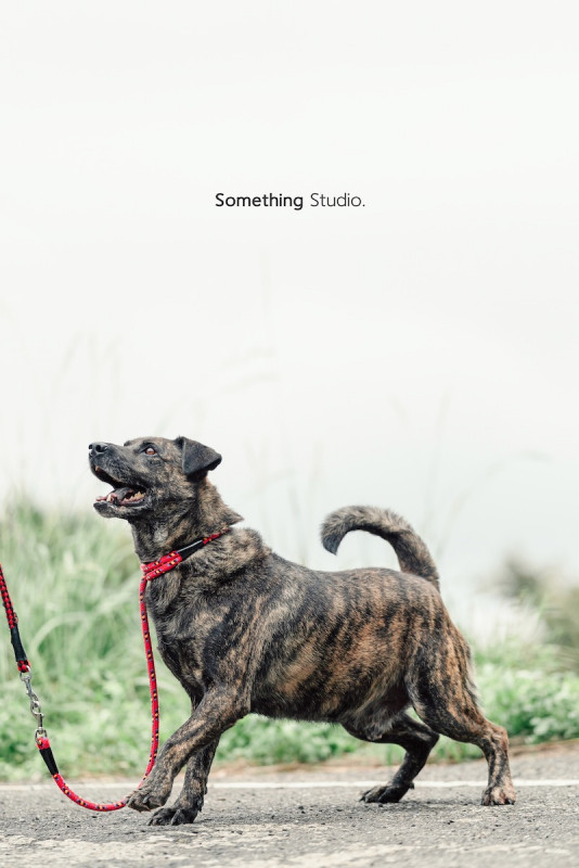 SOMETHINGSTUDIO,三牲工作室,三牲,中途攝影,寵物寫真,寵物攝影,寵物肖像,毛孩,毛孩寫真,汪星人,喵星人,兔星人,狗,米克斯,領養不棄養,領養代替購買