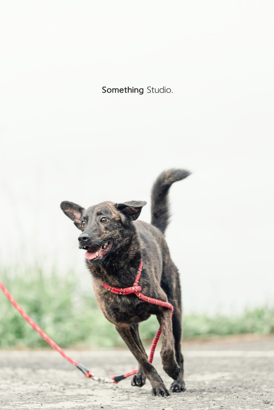 SOMETHINGSTUDIO,三牲工作室,三牲,中途攝影,寵物寫真,寵物攝影,寵物肖像,毛孩,毛孩寫真,汪星人,喵星人,兔星人,狗,米克斯,領養不棄養,領養代替購買
