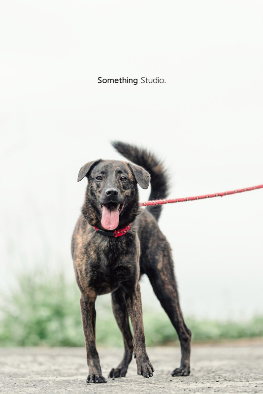 SOMETHINGSTUDIO,三牲工作室,三牲,中途攝影,寵物寫真,寵物攝影,寵物肖像,毛孩,毛孩寫真,汪星人,喵星人,兔星人,狗,米克斯,領養不棄養,領養代替購買
