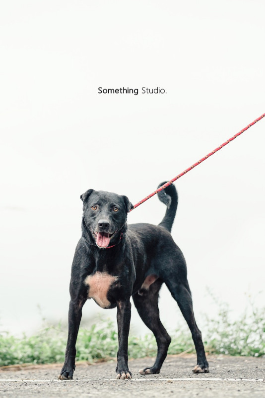 SOMETHINGSTUDIO,三牲工作室,三牲,中途攝影,寵物寫真,寵物攝影,寵物肖像,毛孩,毛孩寫真,汪星人,喵星人,兔星人,狗,米克斯,領養不棄養,領養代替購買