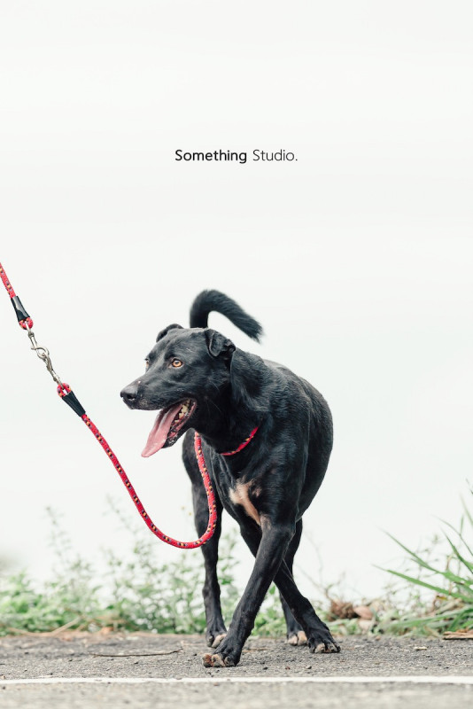 SOMETHINGSTUDIO,三牲工作室,三牲,中途攝影,寵物寫真,寵物攝影,寵物肖像,毛孩,毛孩寫真,汪星人,喵星人,兔星人,狗,米克斯,領養不棄養,領養代替購買