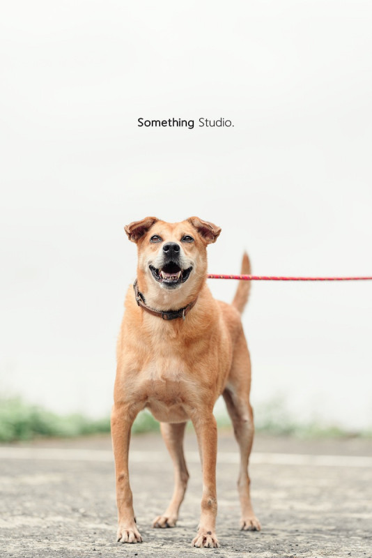 SOMETHINGSTUDIO,三牲工作室,三牲,中途攝影,寵物寫真,寵物攝影,寵物肖像,毛孩,毛孩寫真,汪星人,喵星人,兔星人,狗,米克斯,領養不棄養,領養代替購買