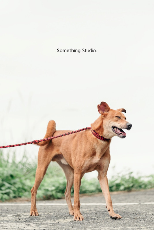 SOMETHINGSTUDIO,三牲工作室,三牲,中途攝影,寵物寫真,寵物攝影,寵物肖像,毛孩,毛孩寫真,汪星人,喵星人,兔星人,狗,米克斯,領養不棄養,領養代替購買