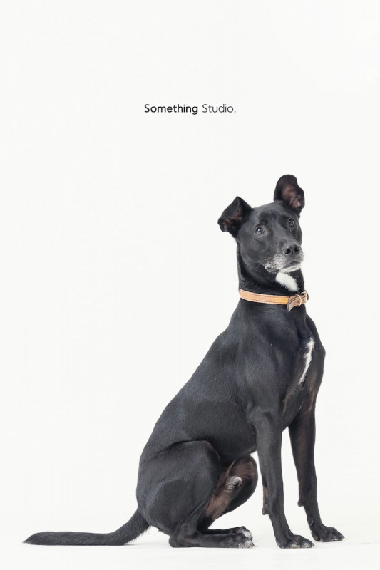 SOMETHINGSTUDIO,三牲工作室,三牲,中途攝影,寵物寫真,寵物攝影,寵物肖像,毛孩,毛孩寫真,汪星人,喵星人,兔星人,狗,米克斯,領養不棄養,領養代替購買