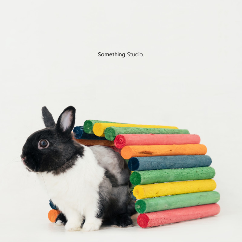 SOMETHINGSTUDIO,三牲工作室,三牲,中途攝影,寵物寫真,寵物攝影,寵物肖像,毛孩,毛孩寫真,汪星人,喵星人,兔星人,狗,米克斯,領養不棄養,領養代替購買