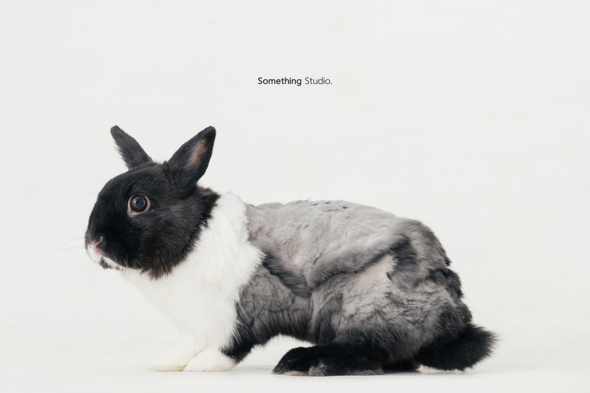SOMETHINGSTUDIO,三牲工作室,三牲,中途攝影,寵物寫真,寵物攝影,寵物肖像,毛孩,毛孩寫真,汪星人,喵星人,兔星人,狗,米克斯,領養不棄養,領養代替購買