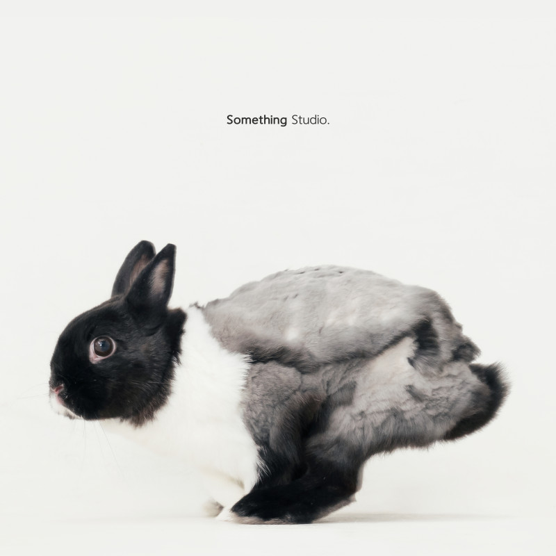 SOMETHINGSTUDIO,三牲工作室,三牲,中途攝影,寵物寫真,寵物攝影,寵物肖像,毛孩,毛孩寫真,汪星人,喵星人,兔星人,狗,米克斯,領養不棄養,領養代替購買