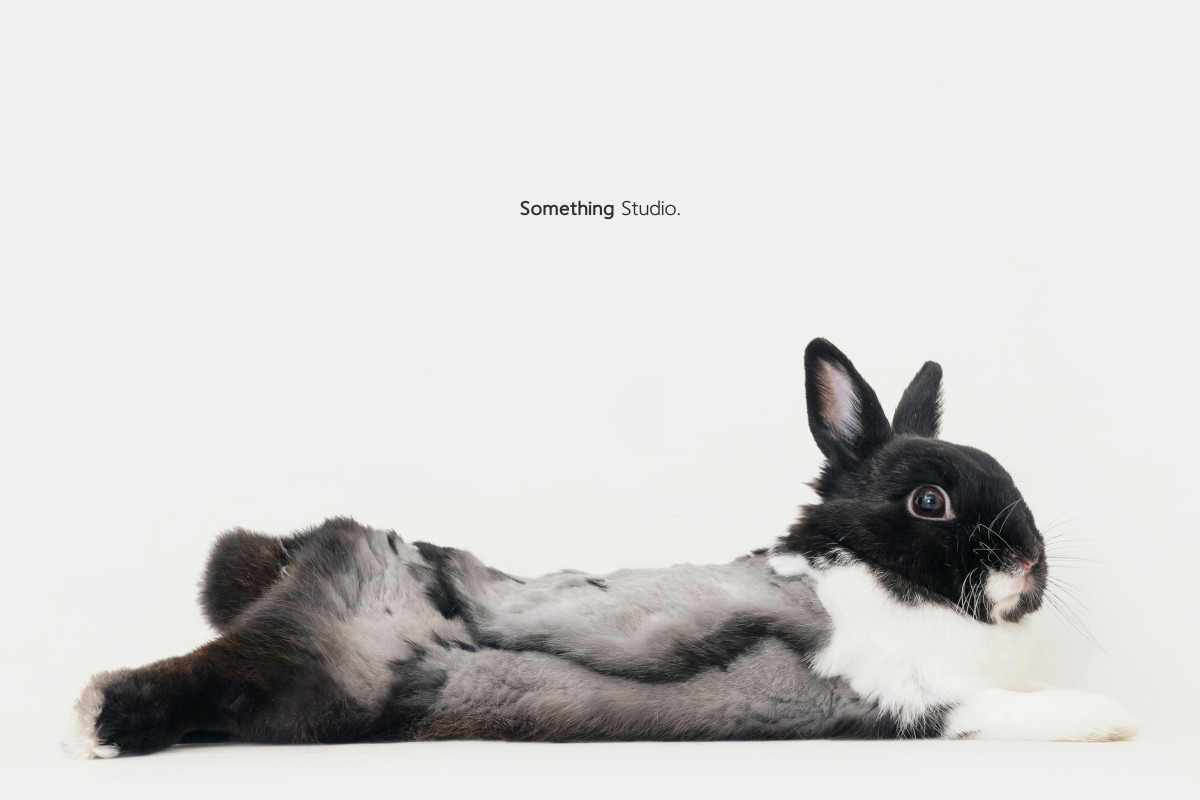 SOMETHINGSTUDIO,三牲工作室,三牲,中途攝影,寵物寫真,寵物攝影,寵物肖像,毛孩,毛孩寫真,汪星人,喵星人,兔星人,狗,米克斯,領養不棄養,領養代替購買