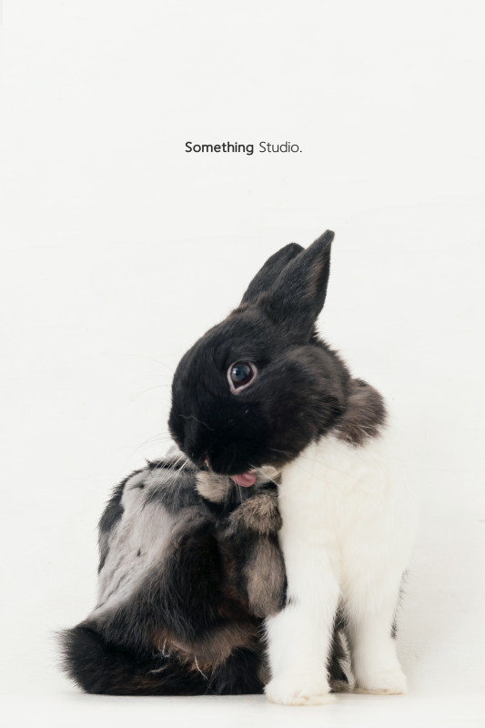 SOMETHINGSTUDIO,三牲工作室,三牲,中途攝影,寵物寫真,寵物攝影,寵物肖像,毛孩,毛孩寫真,汪星人,喵星人,兔星人,狗,米克斯,領養不棄養,領養代替購買