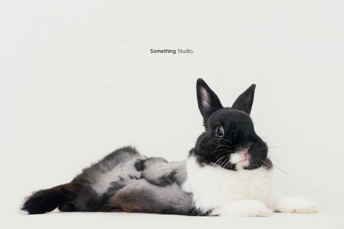 SOMETHINGSTUDIO,三牲工作室,三牲,中途攝影,寵物寫真,寵物攝影,寵物肖像,毛孩,毛孩寫真,汪星人,喵星人,兔星人,狗,米克斯,領養不棄養,領養代替購買